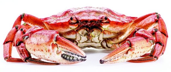 红启网 因为游得“飞”快 梭子蟹俗名“飞蟹”